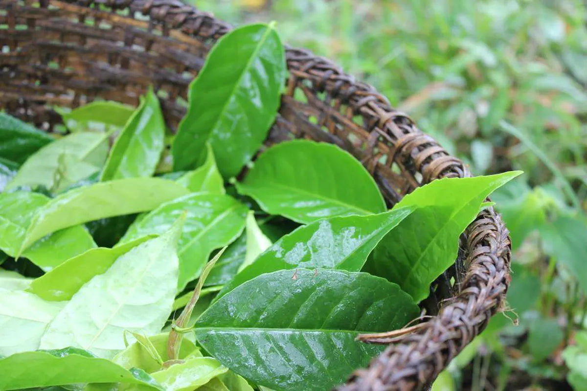 Guayusa