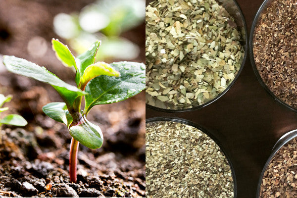 Comment est produit le maté? Les 10 étapes de production